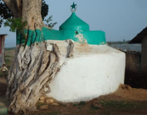 Building merged into tree in Harar, Ethiopia