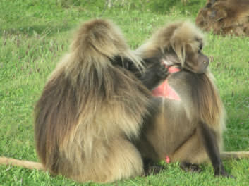 Close up of 2 Gelalda monkeys sitting on the grass